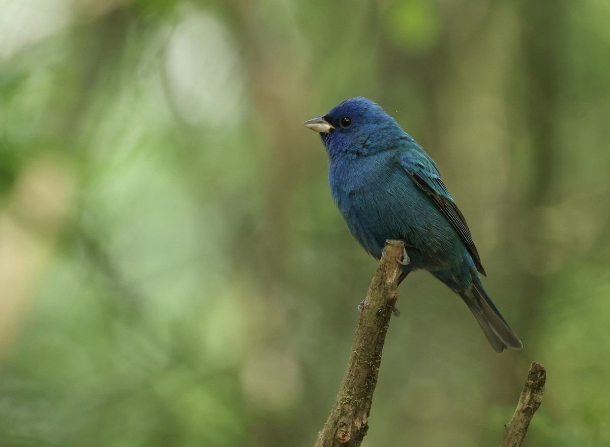 Indigo Bunting - Grace Simms  🐦‍⬛