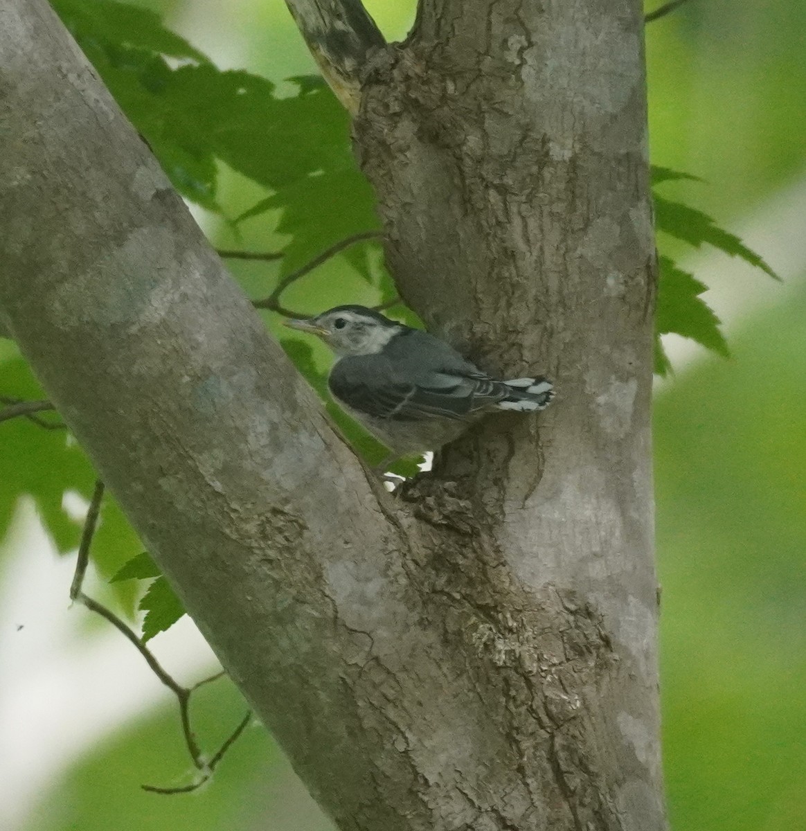 White-breasted Nuthatch - Sarah Foote