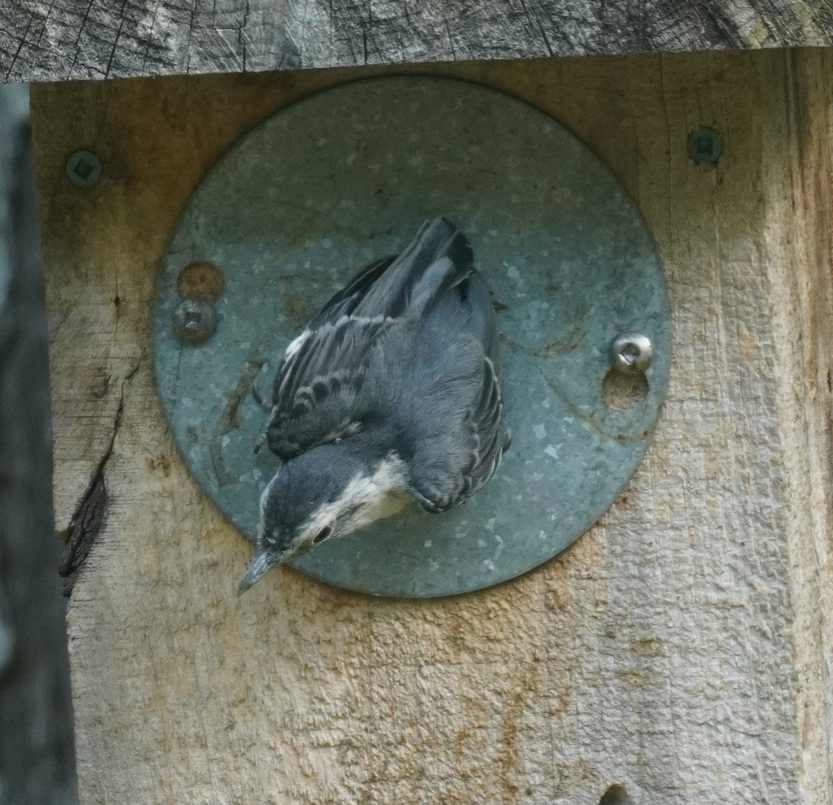 White-breasted Nuthatch - Sarah Foote