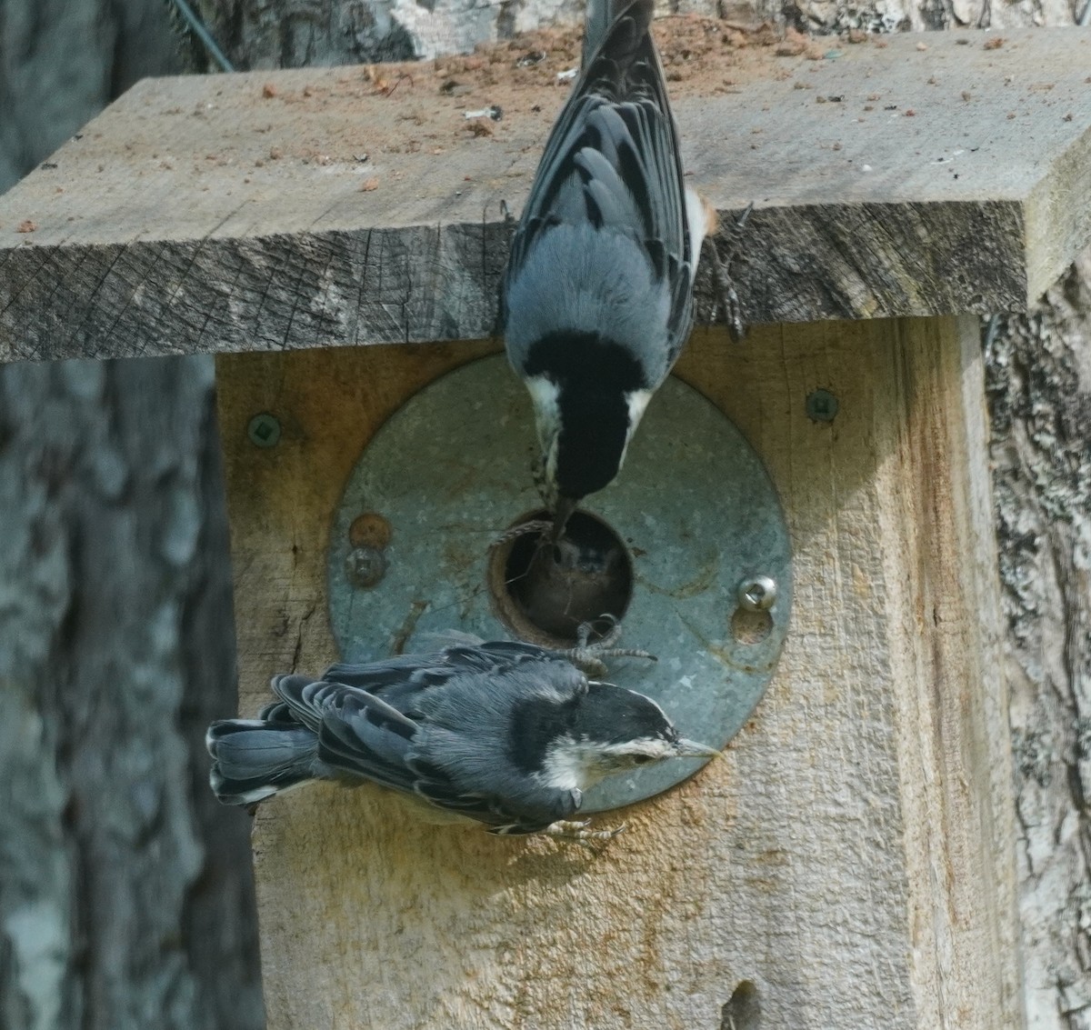 White-breasted Nuthatch - Sarah Foote