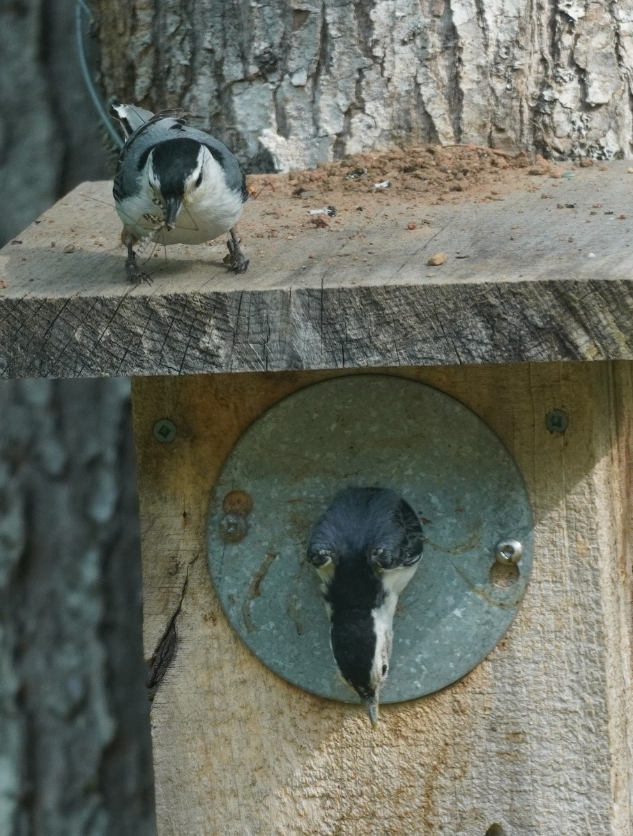 White-breasted Nuthatch - Sarah Foote