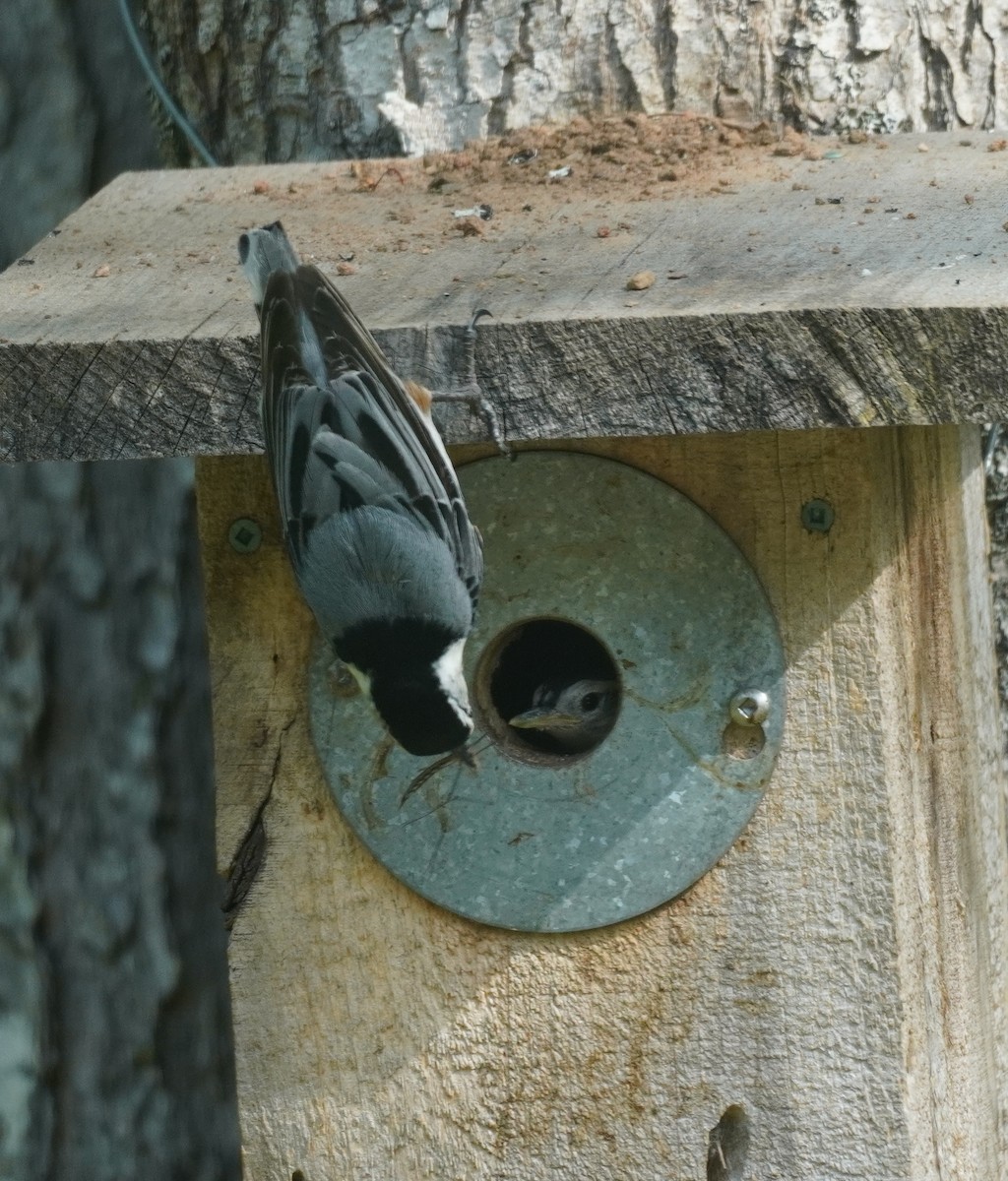 White-breasted Nuthatch - Sarah Foote