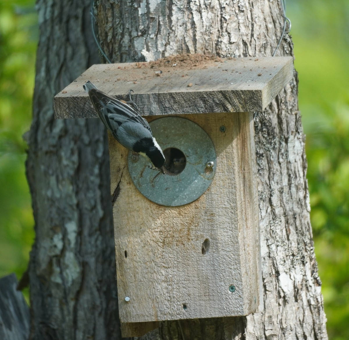 White-breasted Nuthatch - Sarah Foote