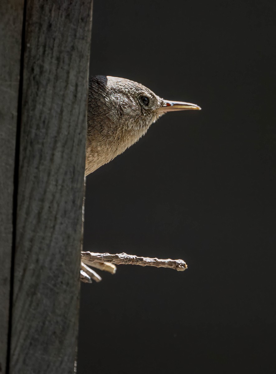 House Wren - Howard Cox