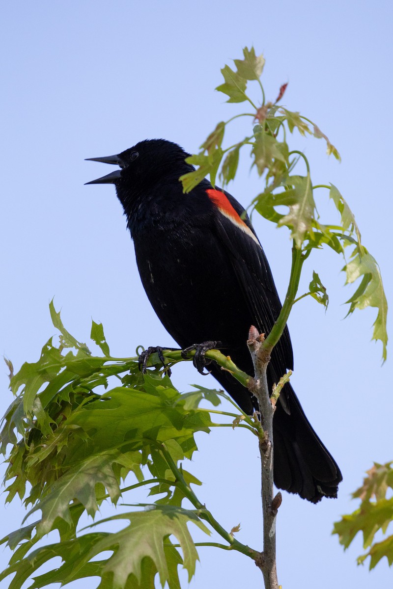 Red-winged Blackbird - Michèle Delisle