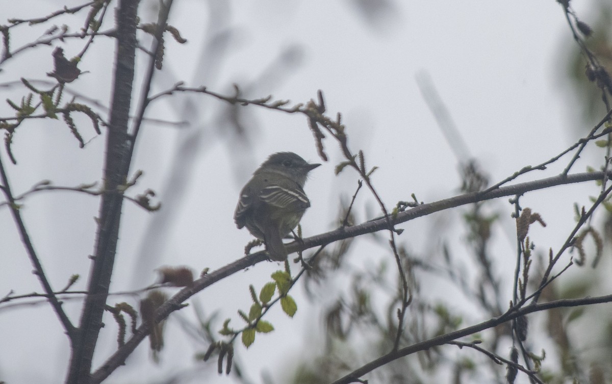 Least Flycatcher - Daniel Martin