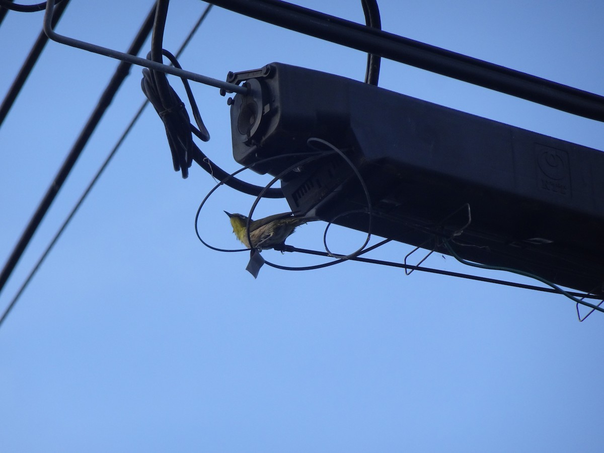 Warbling White-eye - ML619506422