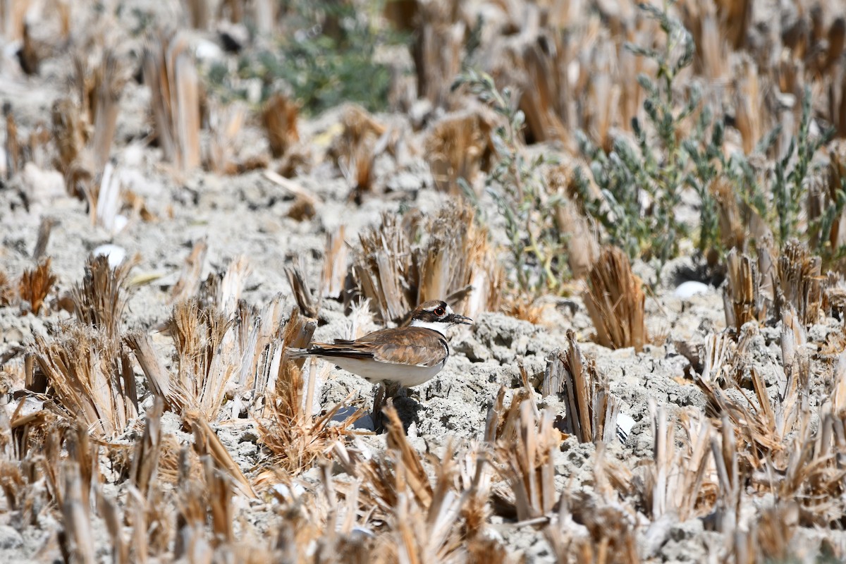 Killdeer - Lael Rudisill