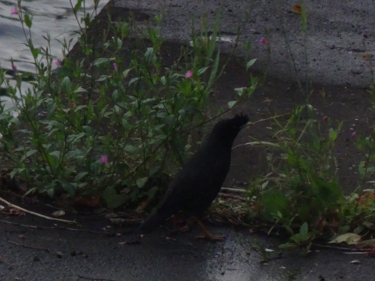Crested Myna - ML619506437