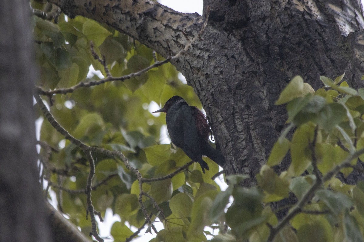 Lewis's Woodpecker - Daniel Martin