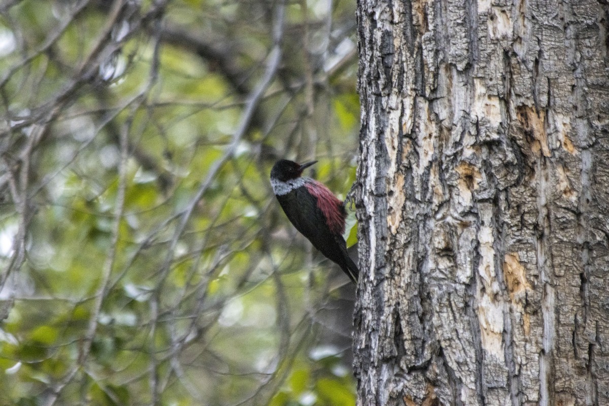 Lewis's Woodpecker - Daniel Martin