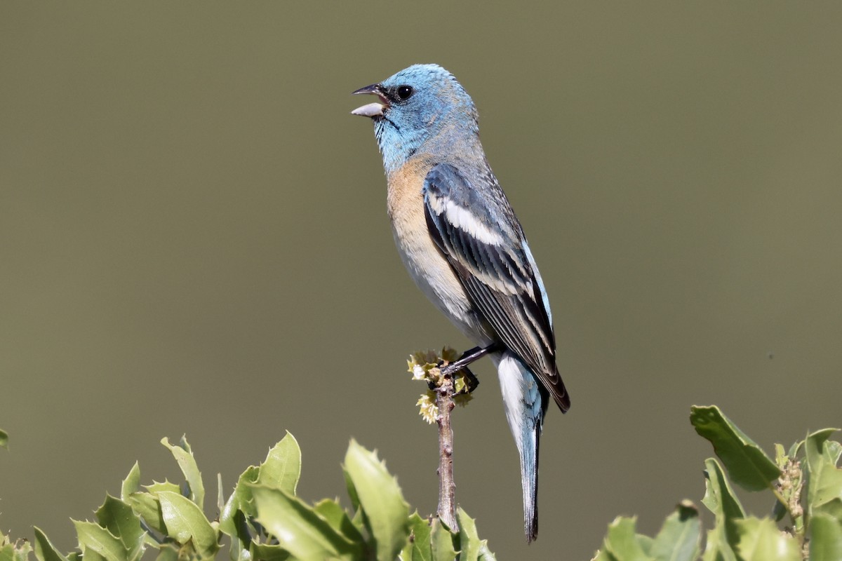 Lazuli Bunting - Alice Church