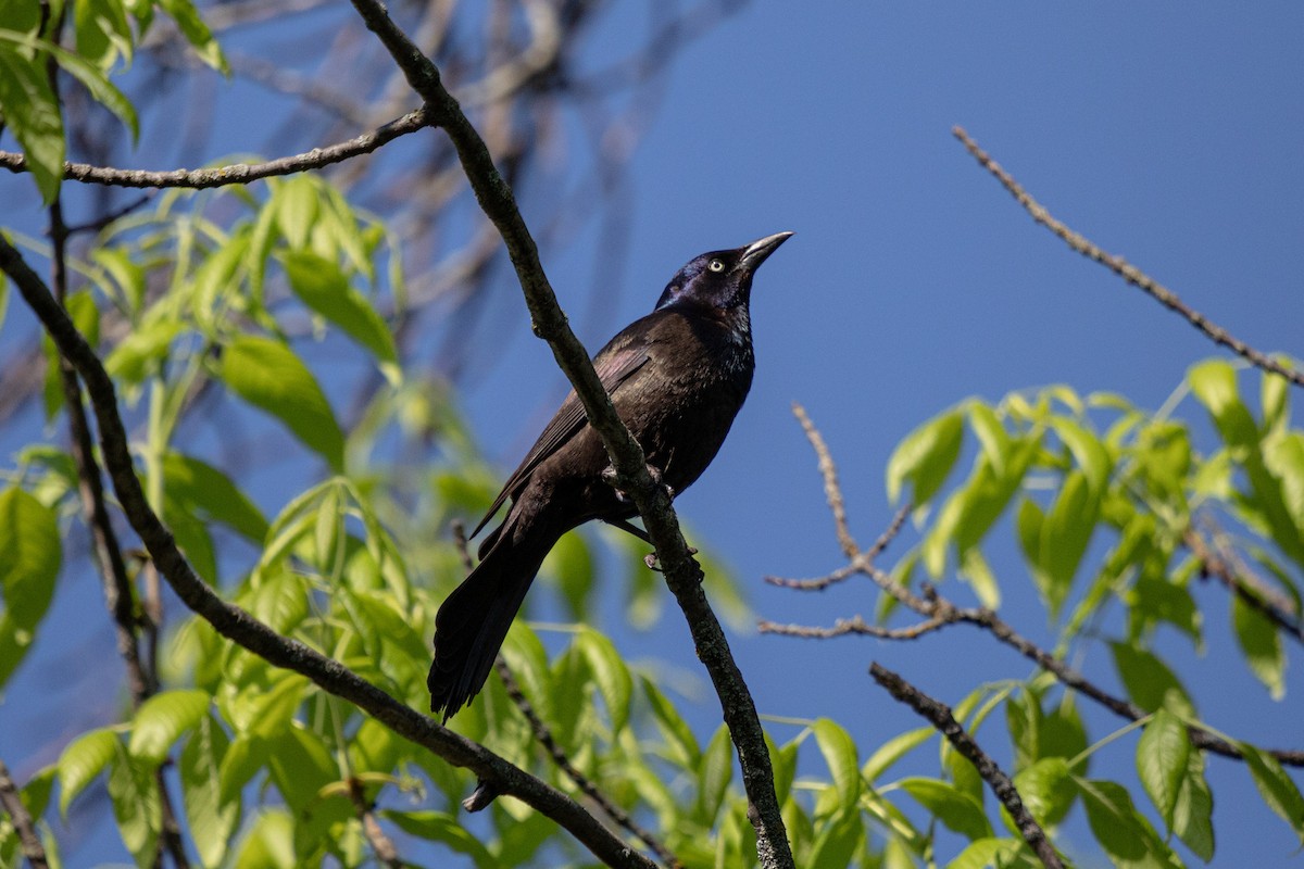 Common Grackle - Michèle Delisle