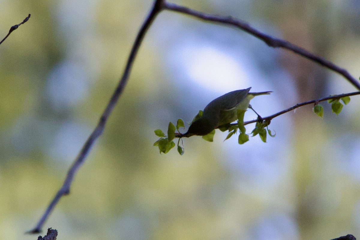 Orange-crowned Warbler - Anonymous