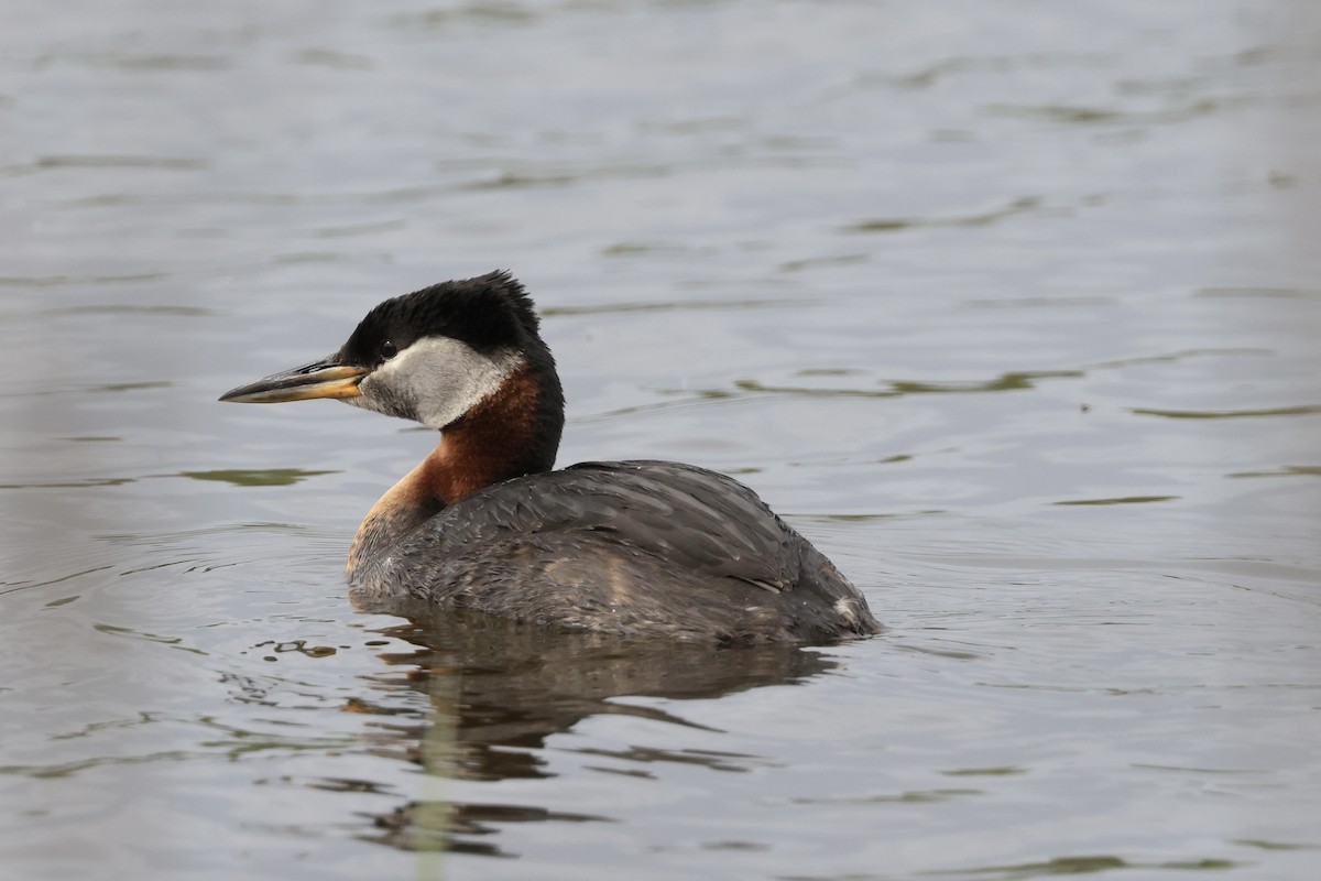 Red-necked Grebe - Jeff O’Neil