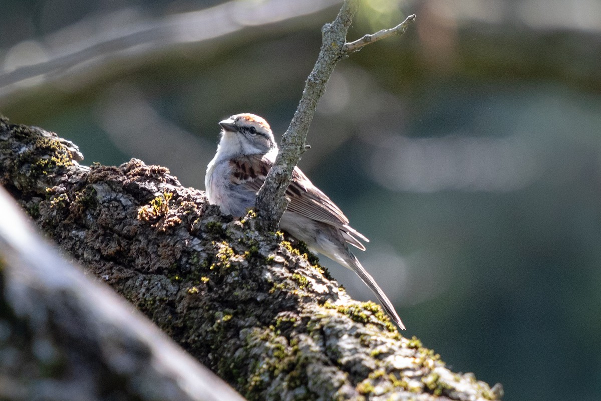 Chipping Sparrow - Michèle Delisle