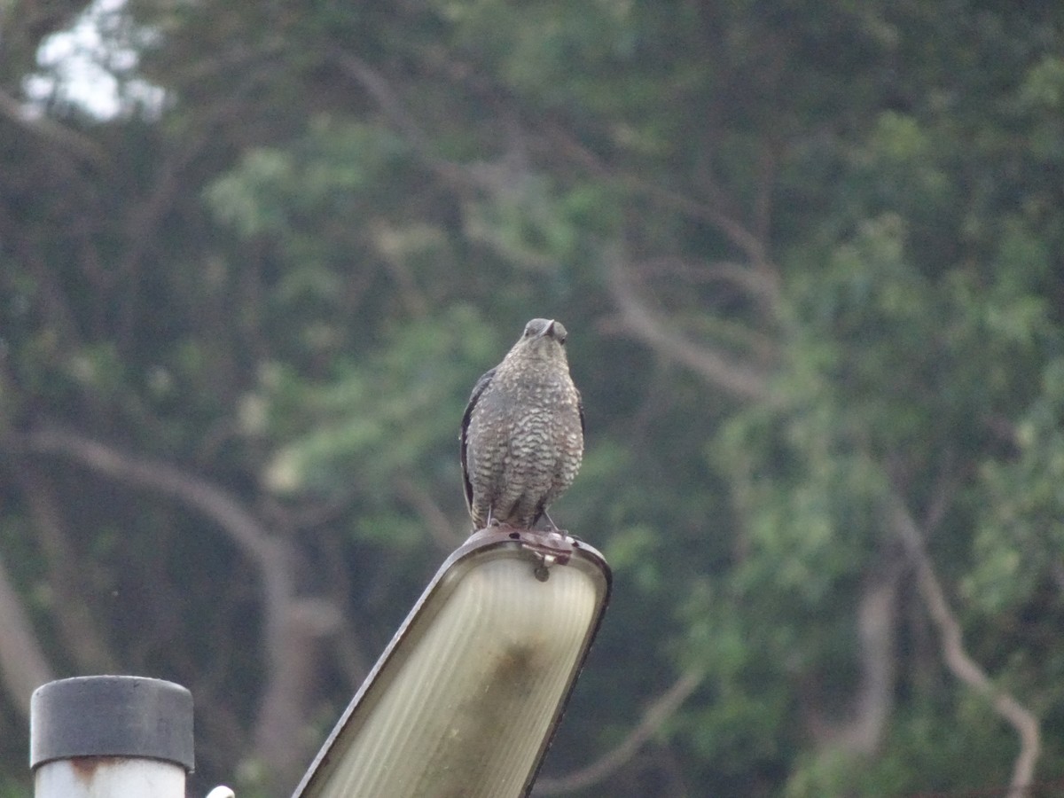 Blue Rock-Thrush - HIROSHI KIDONO