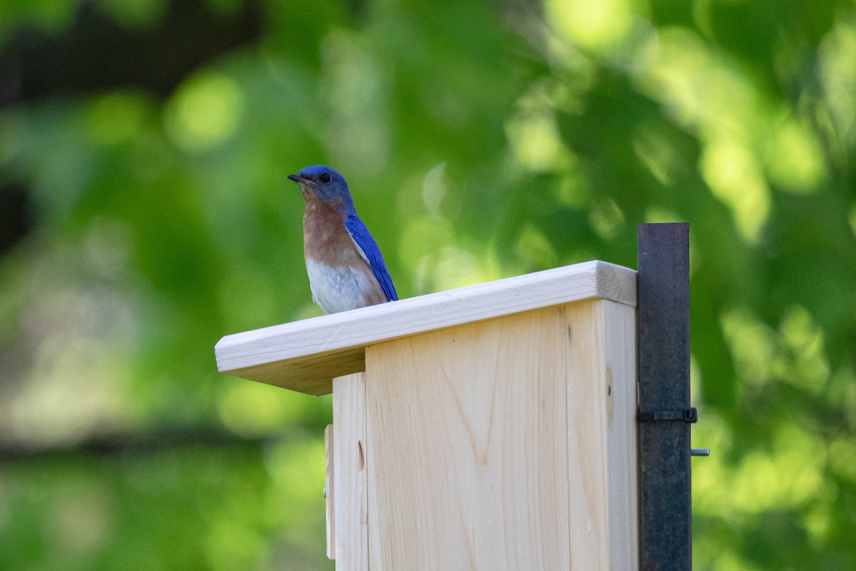 Eastern Bluebird - Michèle Delisle