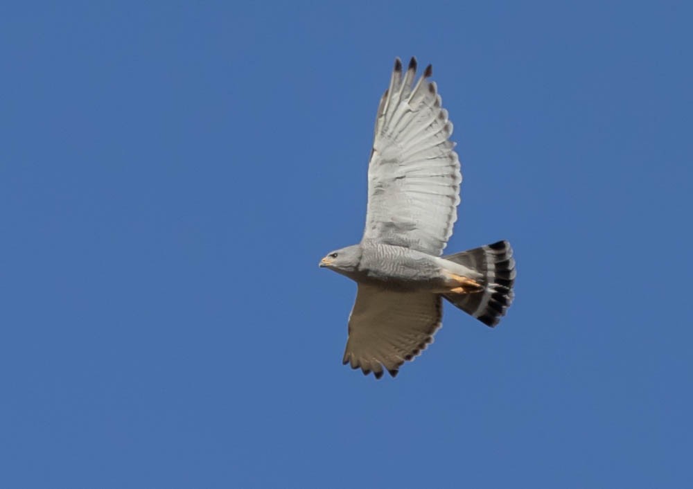 Gray Hawk - Marty Herde