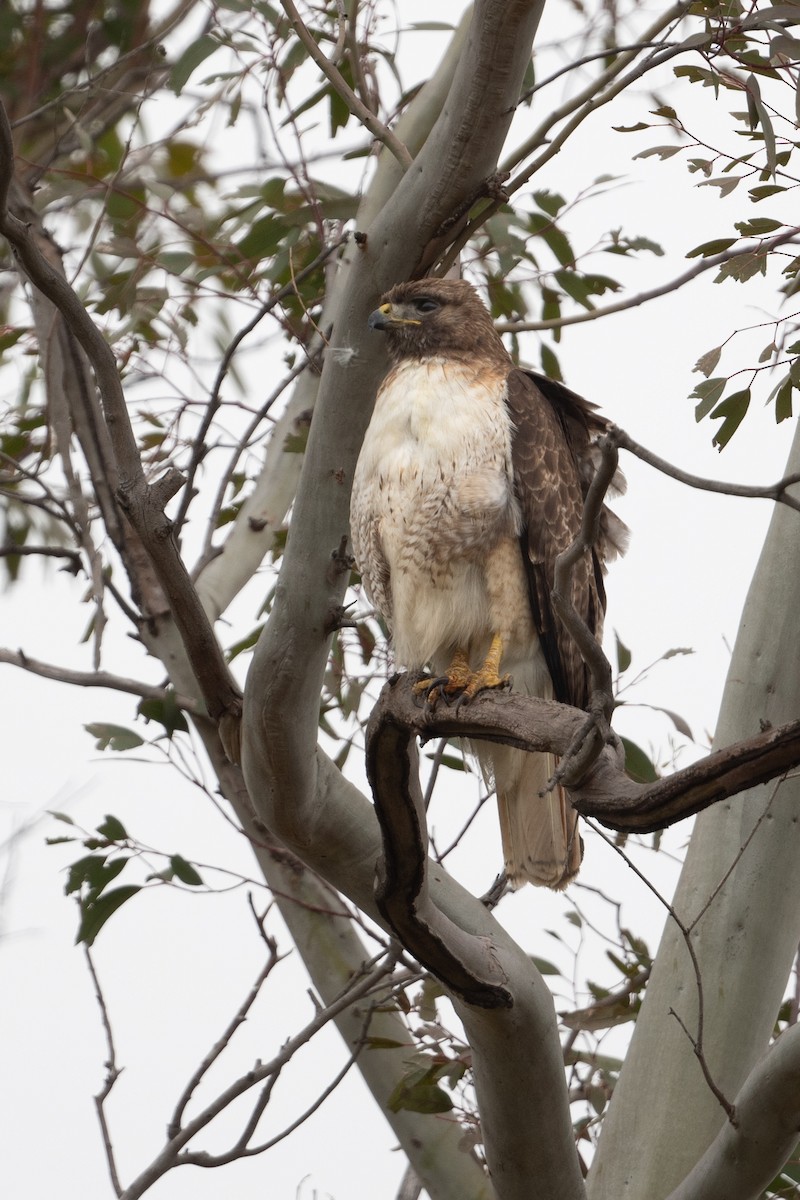 Red-tailed Hawk - Cynthia  Case