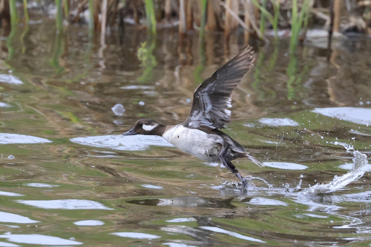 Bufflehead - Jeff O’Neil