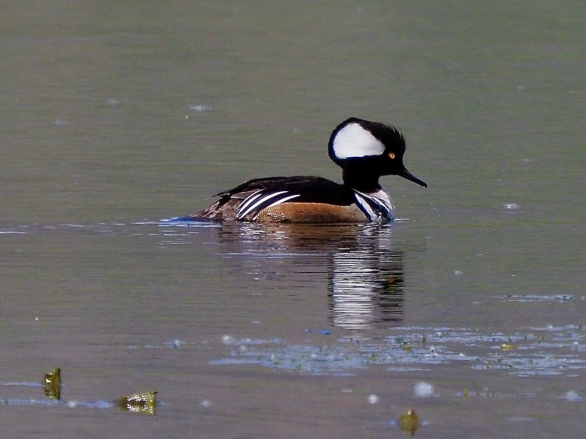 Hooded Merganser - Kathy Green