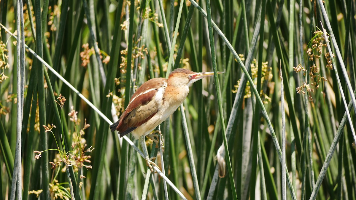 Least Bittern - Jeff Pulford