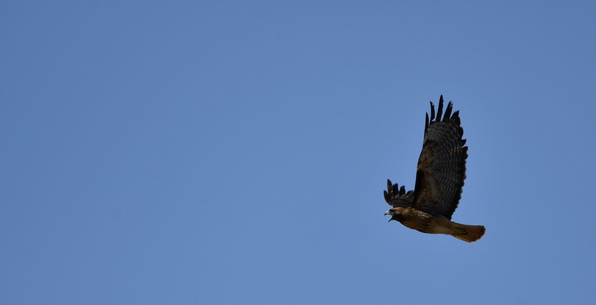 Red-tailed Hawk - Lael Rudisill