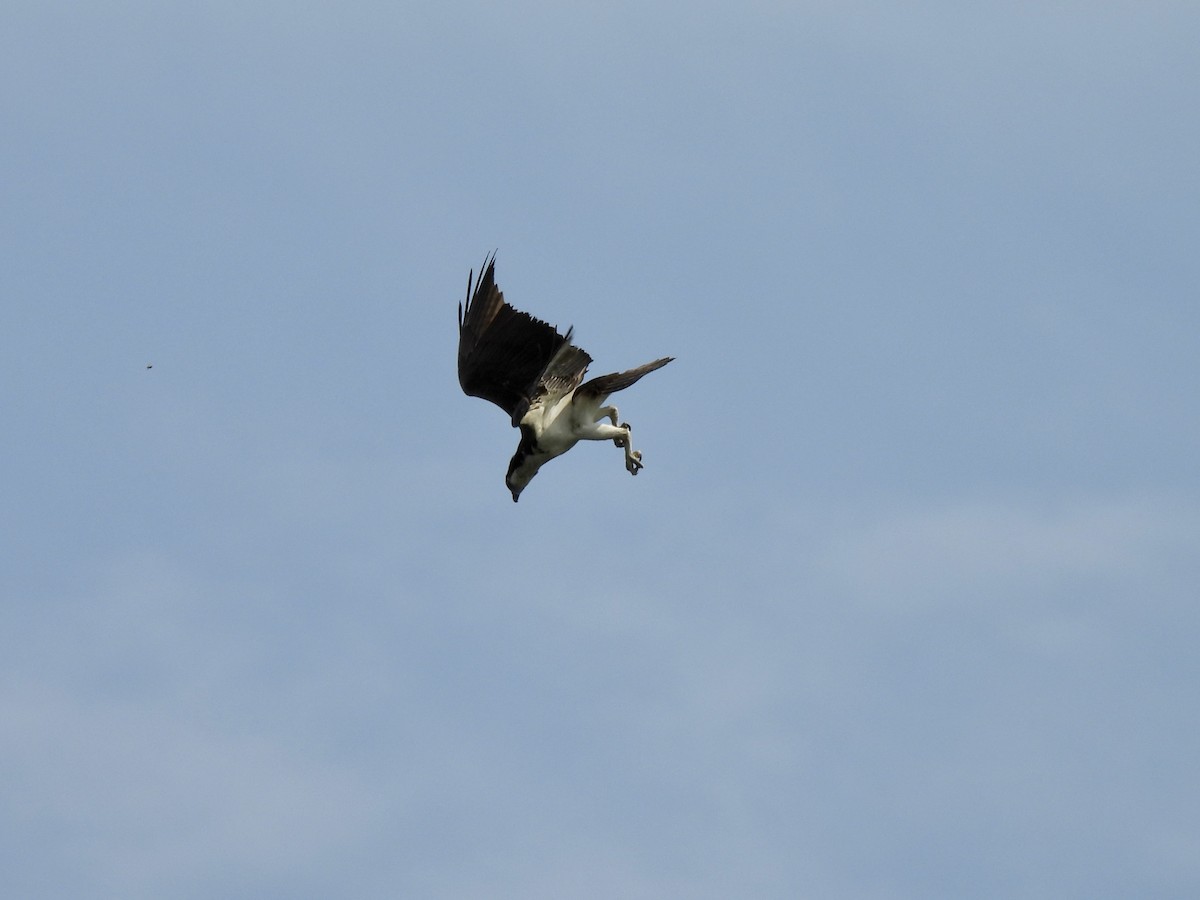 Osprey - Christopher Plummer