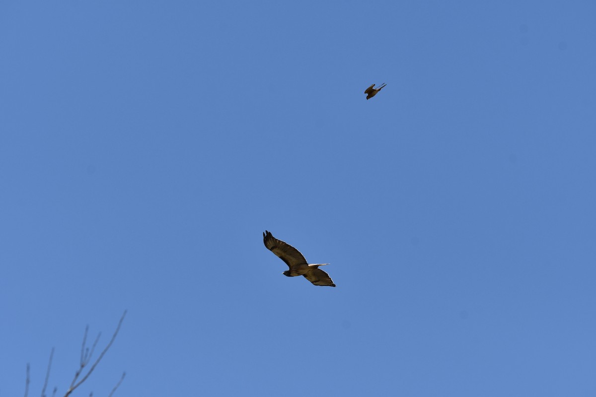 Red-tailed Hawk - Lael Rudisill