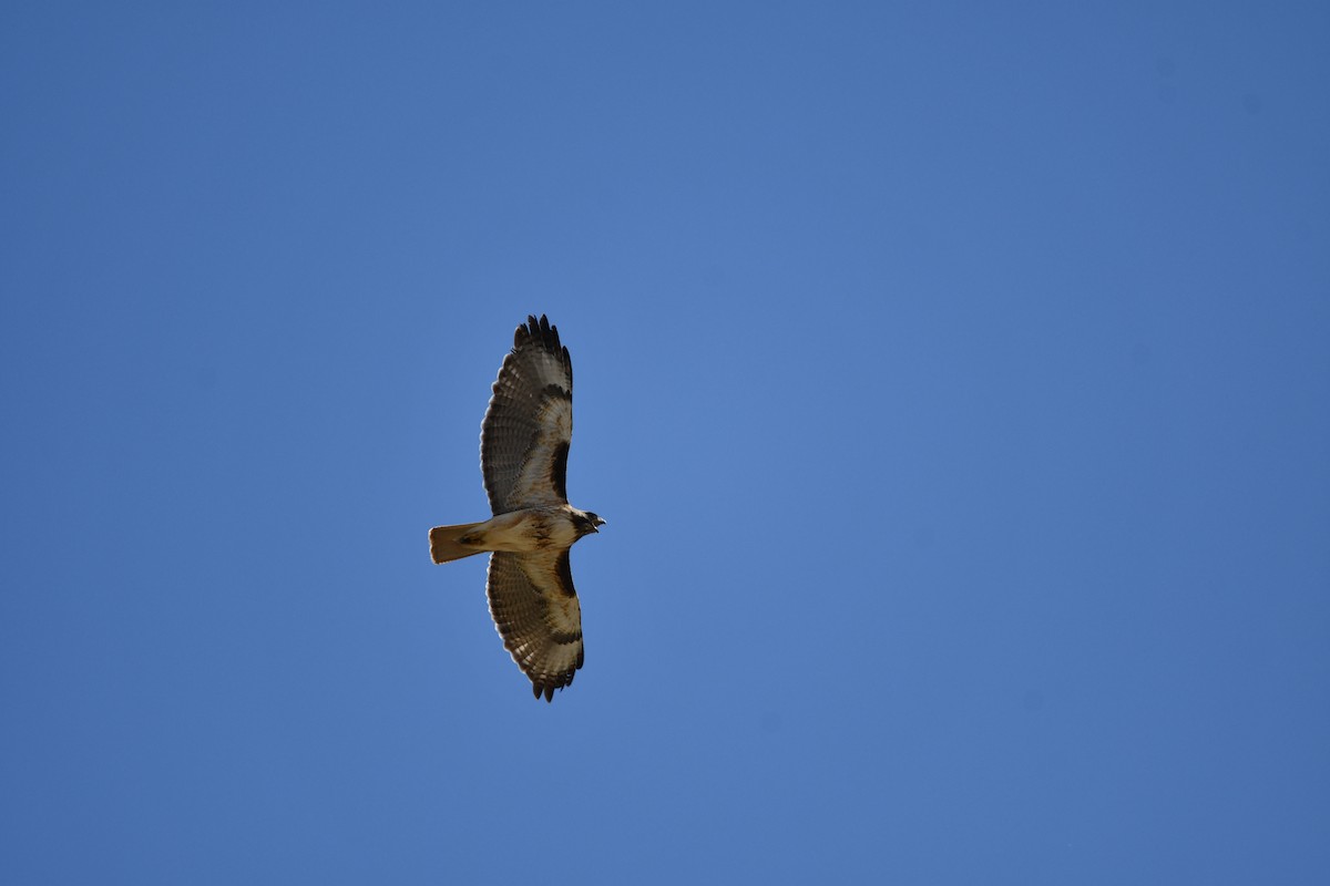 Red-tailed Hawk - Lael Rudisill