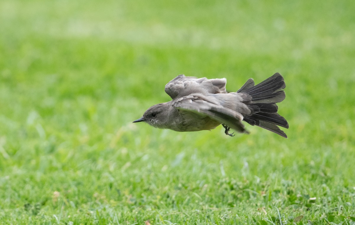 Say's Phoebe - Cynthia  Case