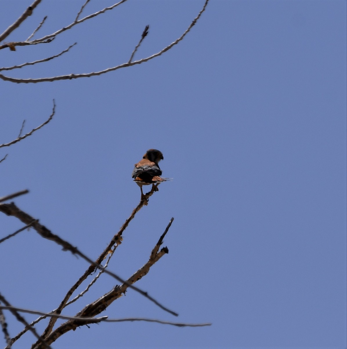 American Kestrel - Lael Rudisill