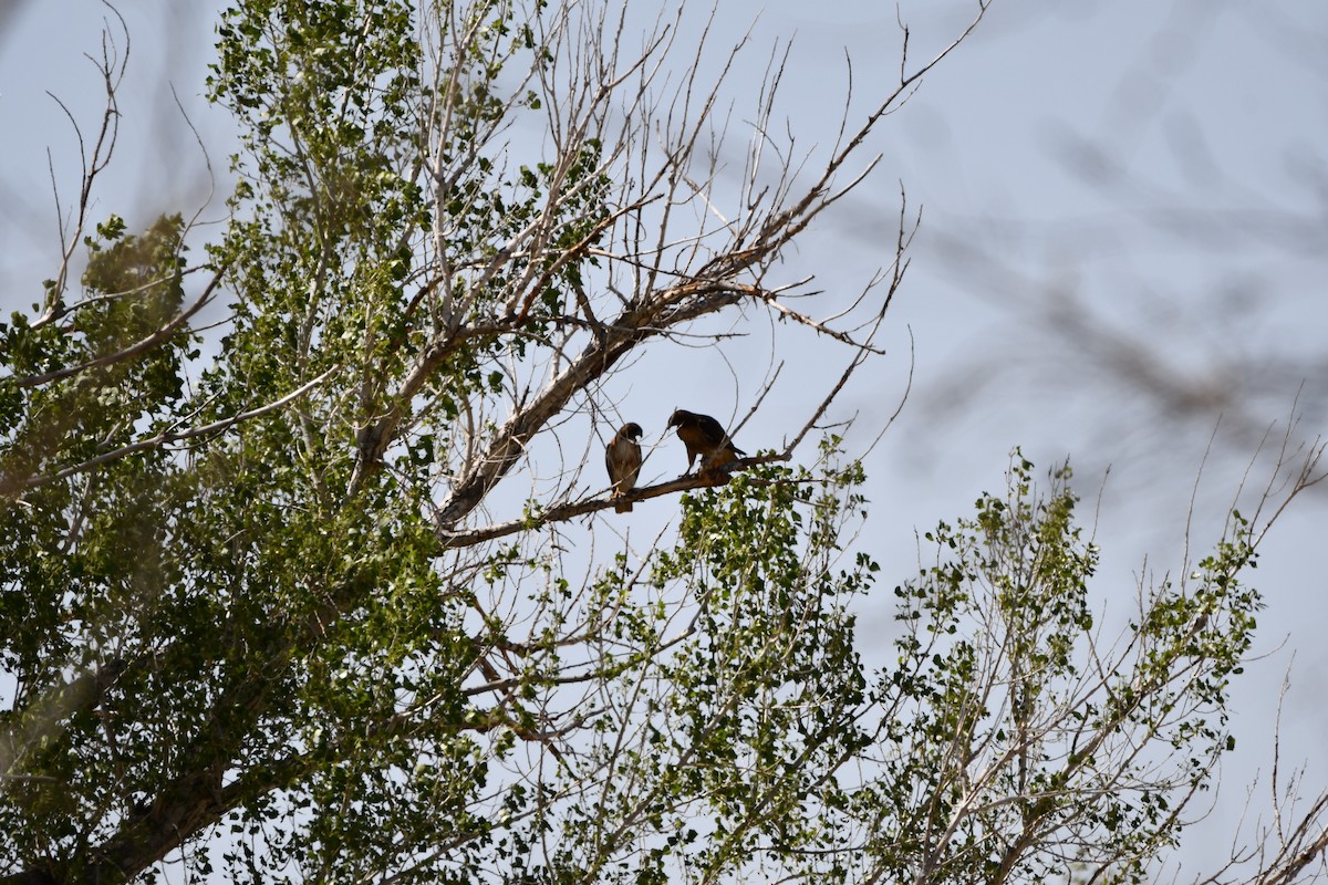 Red-tailed Hawk - Lael Rudisill