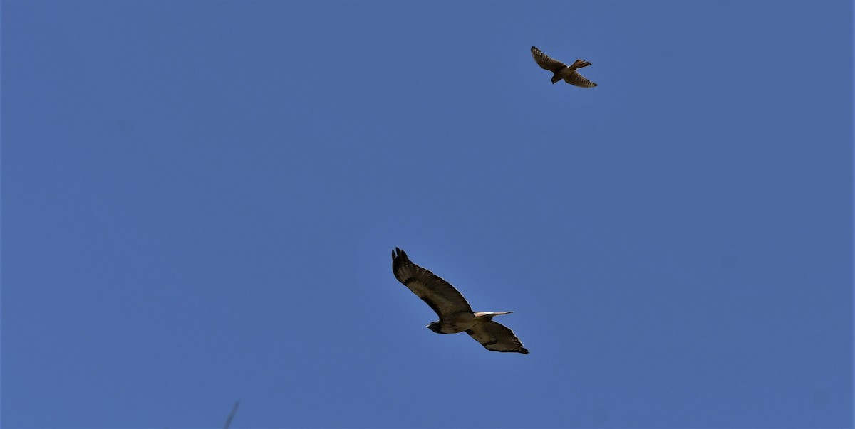 American Kestrel - Lael Rudisill