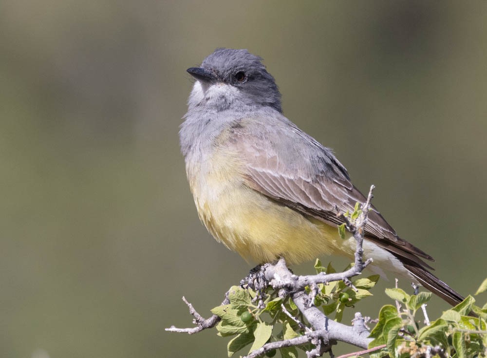 Cassin's Kingbird - Marty Herde