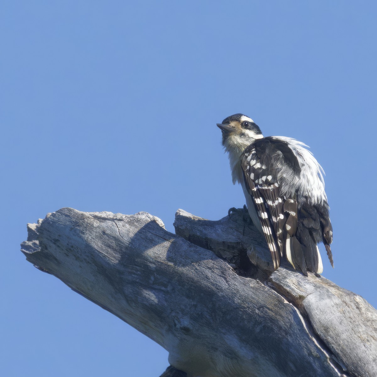 Downy Woodpecker - Thomas Burns