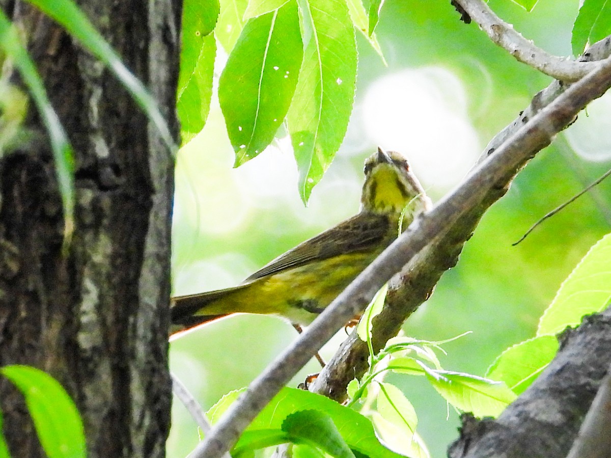 Palm Warbler - Haley Gottardo