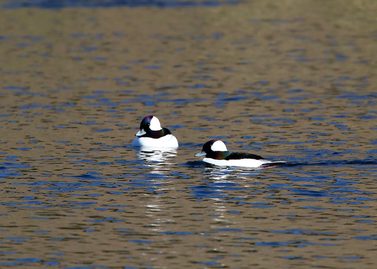 Bufflehead - William Clark