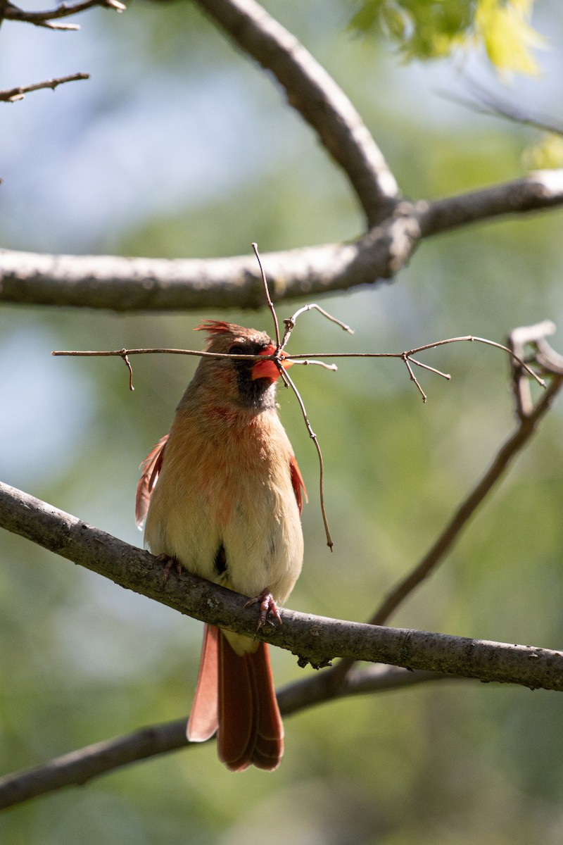 Northern Cardinal - Michèle Delisle