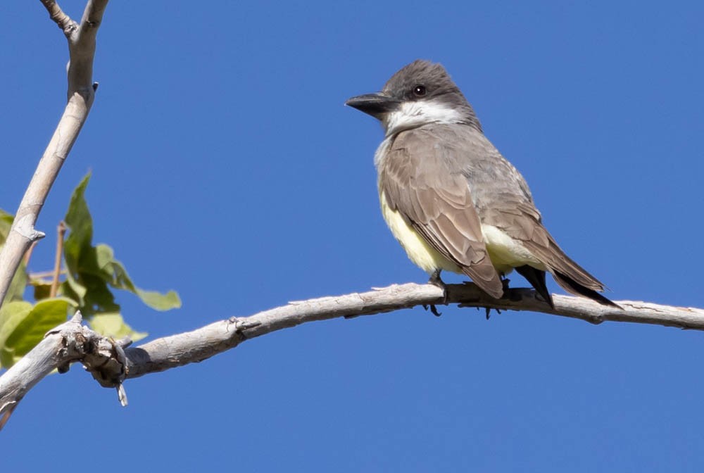 Thick-billed Kingbird - Marty Herde
