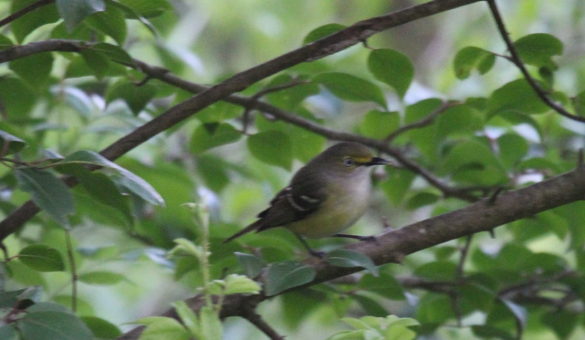 White-eyed Vireo - Bradley White