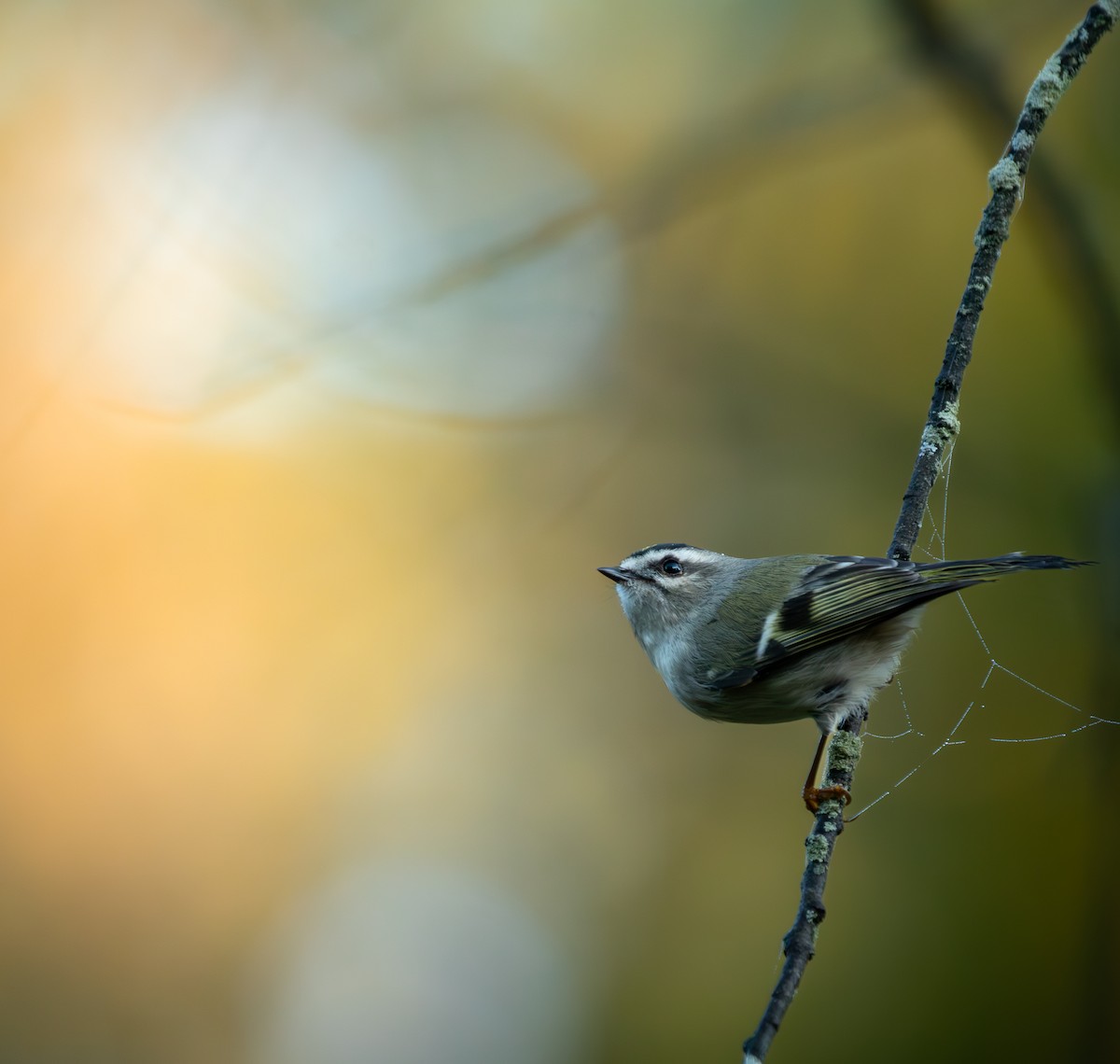 Golden-crowned Kinglet - Joseph Bratta