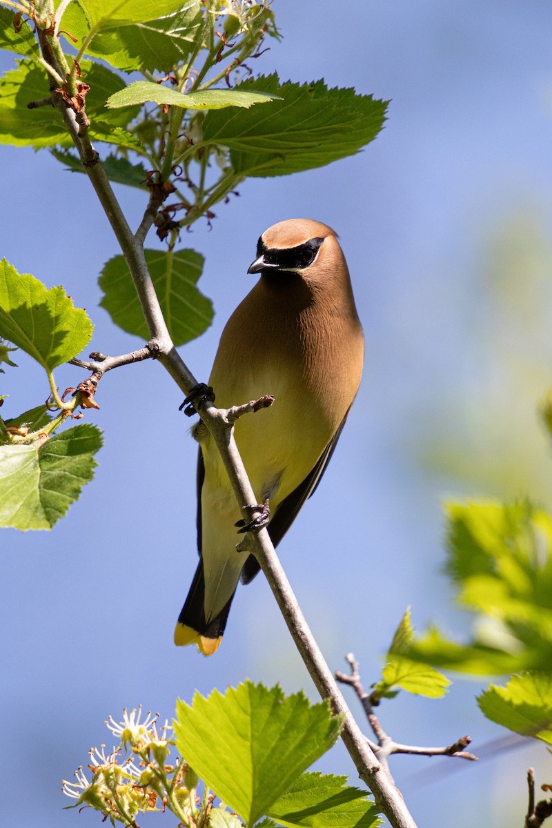 Cedar Waxwing - Michèle Delisle