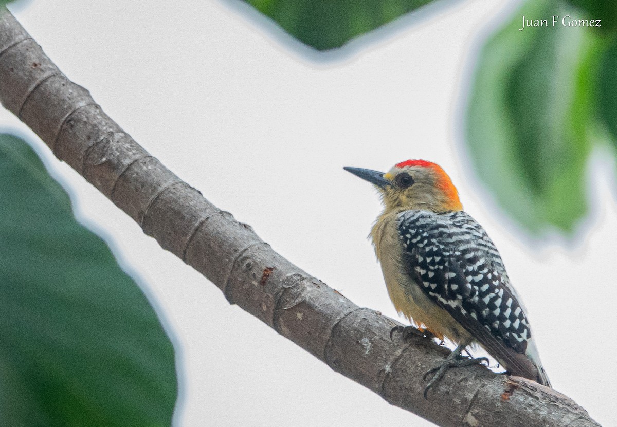 Red-crowned Woodpecker - Juan Fernando Gomez Castro