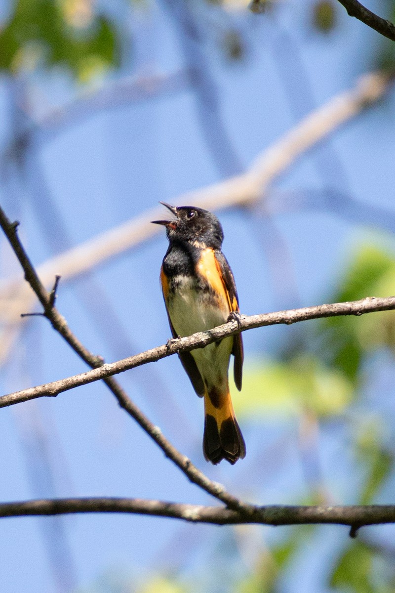 American Redstart - Michèle Delisle