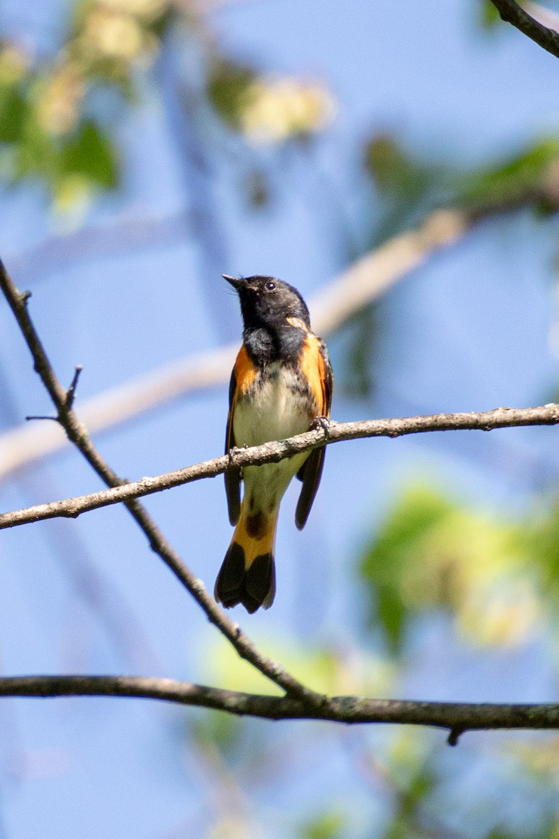 American Redstart - Michèle Delisle