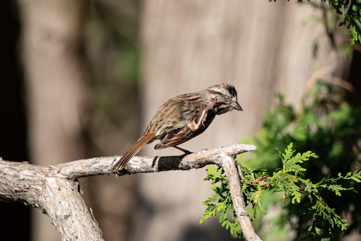 Song Sparrow - Michèle Delisle