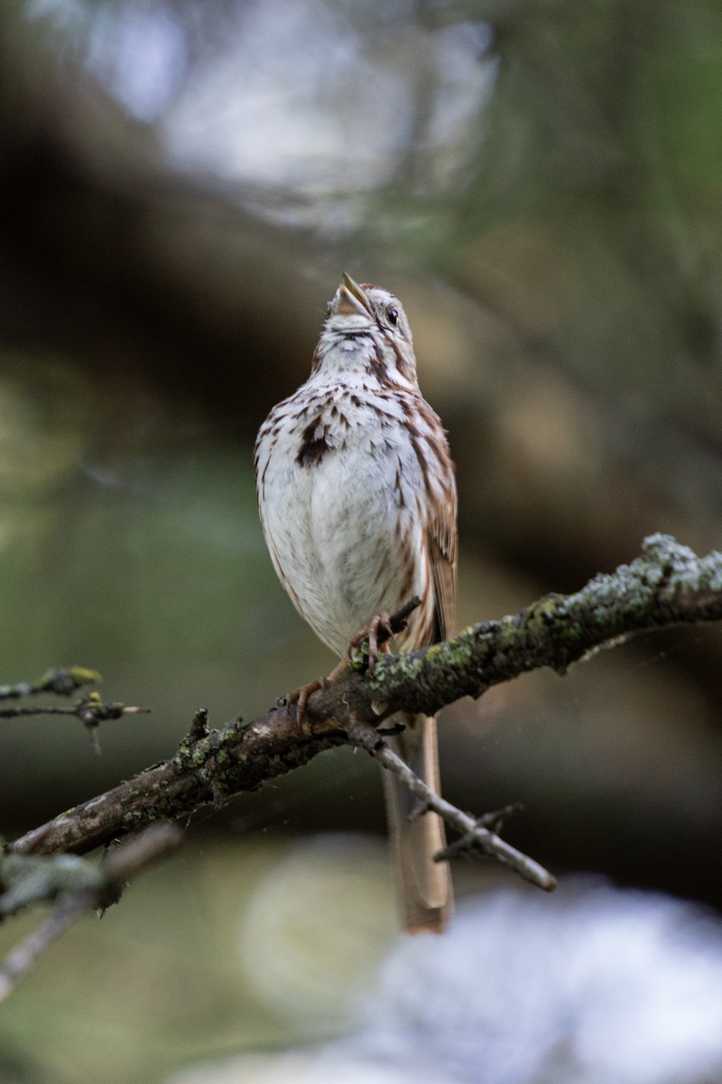 Song Sparrow - Michèle Delisle