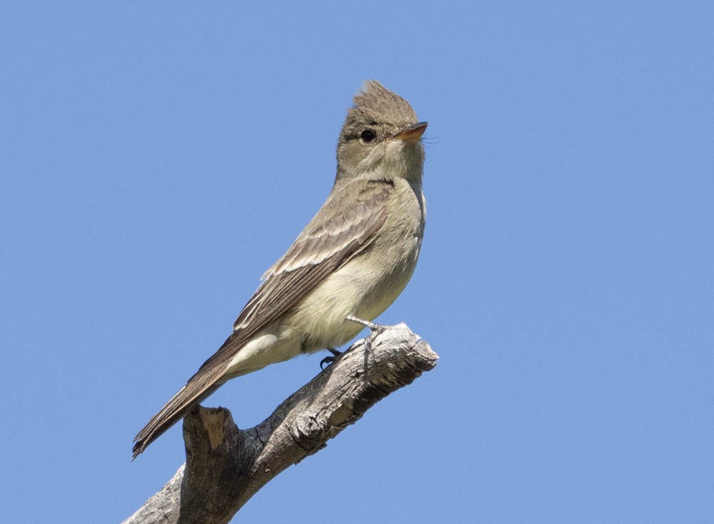 Western Wood-Pewee - Marty Herde